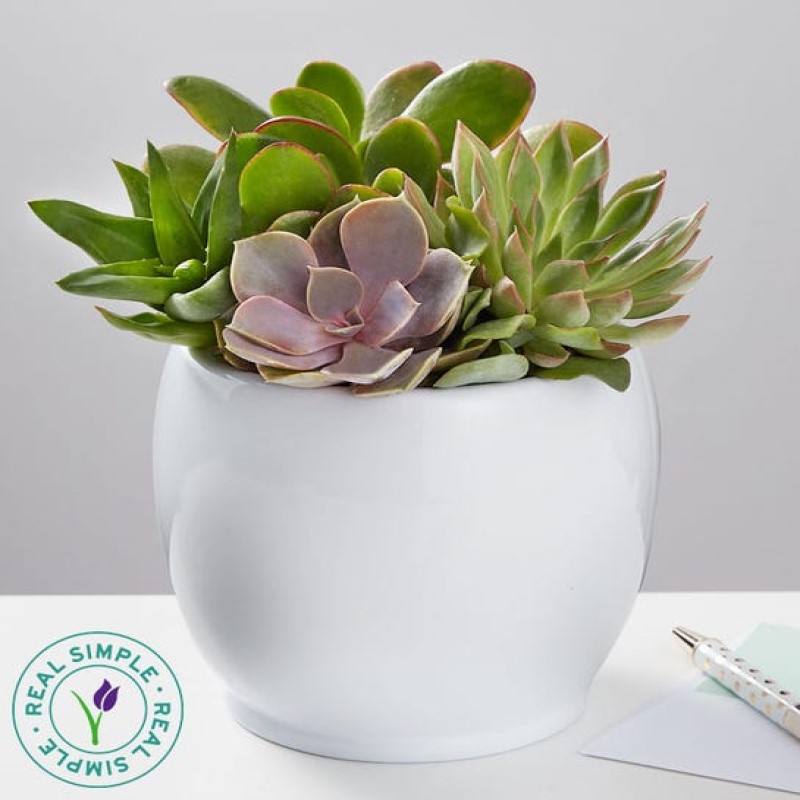 Succulent Garden By Real Simple