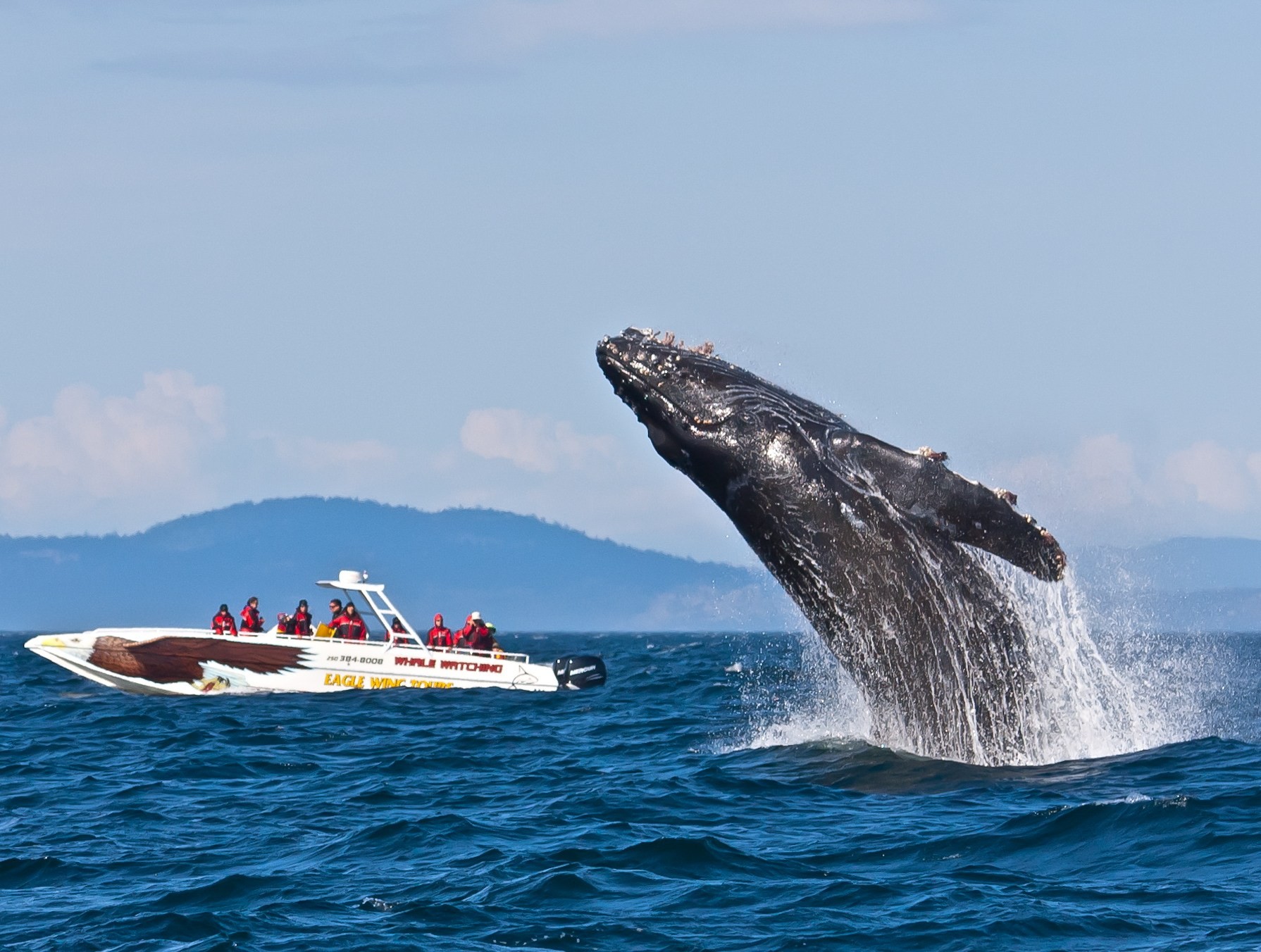 Vancouver Whale Watching Three Night Tour