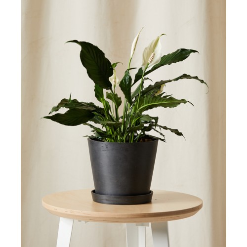 Bloomscape Peace Lily with Charcoal Pot