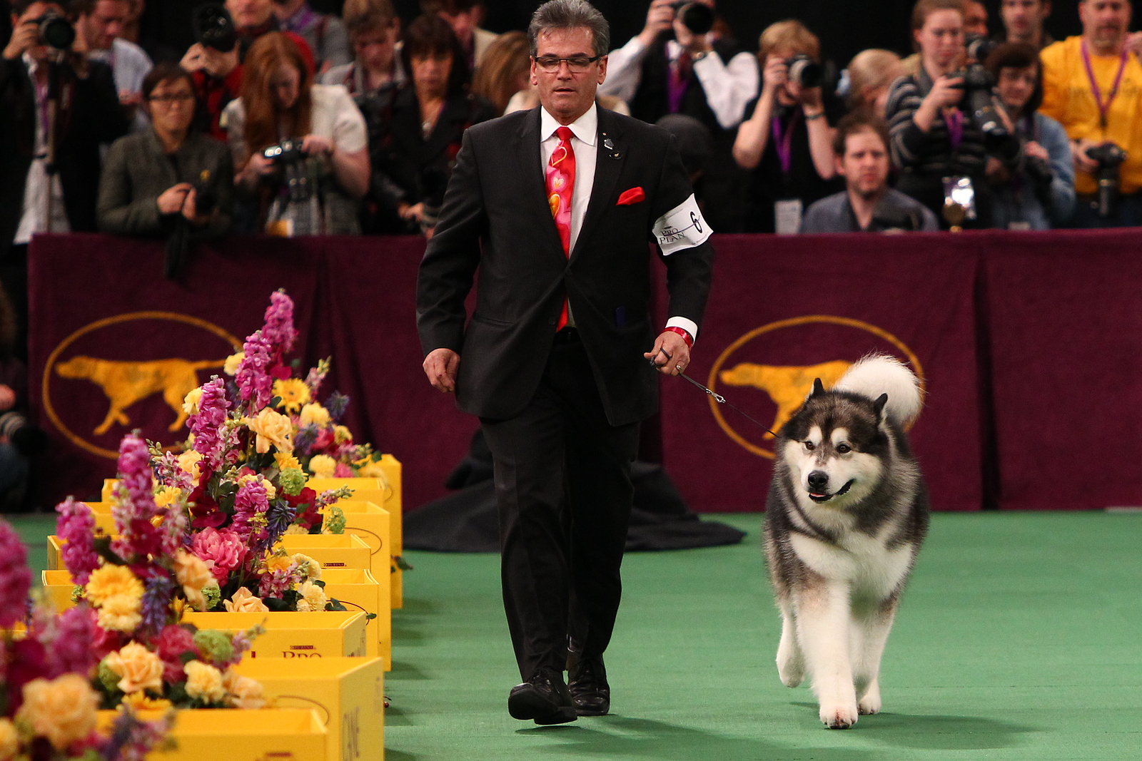 Westminster Dog Show One Day Experience
